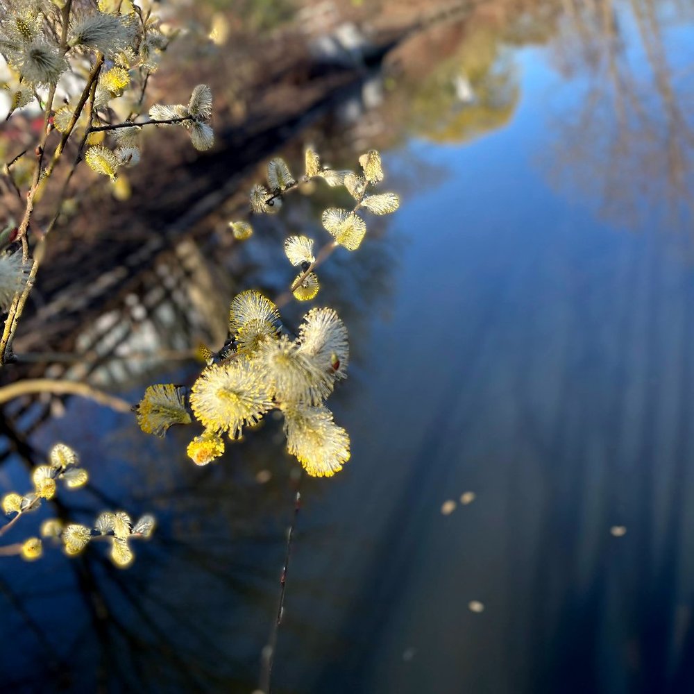 Meet your Posher, Ara